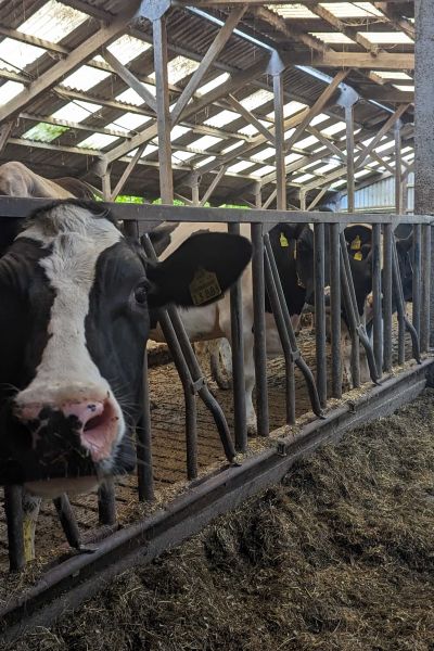 Mehrere Pkw durch ausgebüxte Kuhherde beschädigt