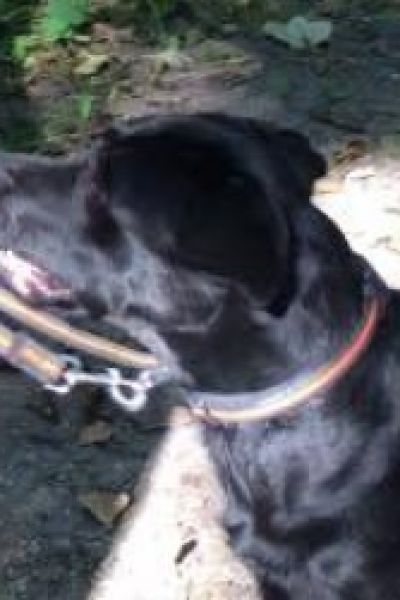 Untere Waldbehörde weist auf Anleinpflicht hin