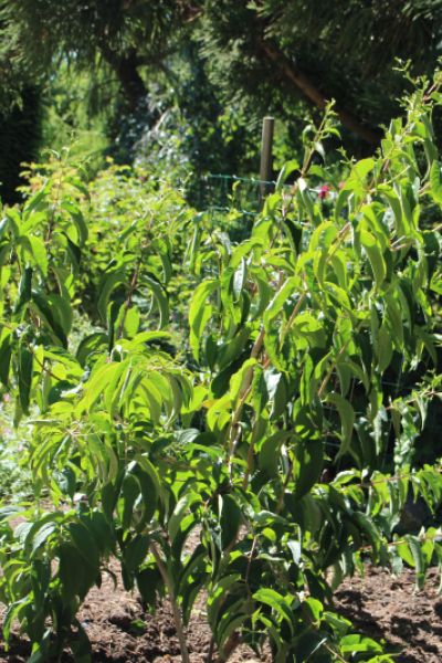 Landesgartenschau 2026 womöglich in Wilhelmshaven