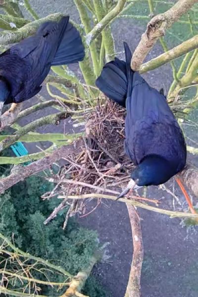 Projekt „Live dabei“ startet wieder