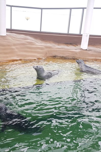 Seehundzählungen im Niedersächsischen Wattenmeer starten wieder