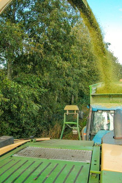 Niedrigere Getreideernte in Niedersachsen