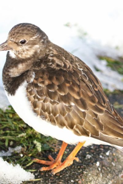 Stunde der Wintervögel startet im Januar