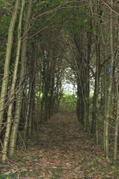 Teils hohe Waldbrandgefahr in Niedersachsen