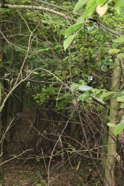 Vermehrtes Vorkommen von Eichenprozessionsspinnern