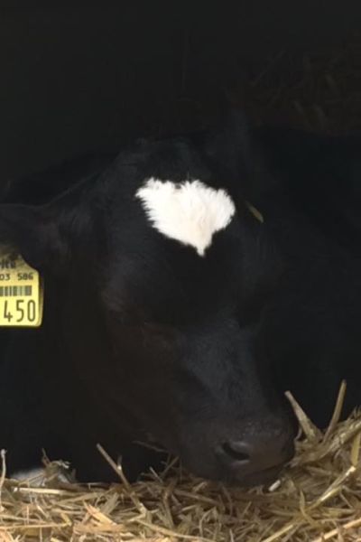 Hannover: Milch-Siegel soll Bauern entlasten