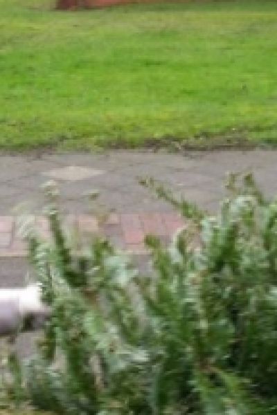 Jugendfeuerwehr sammelt Tannenbäume ein