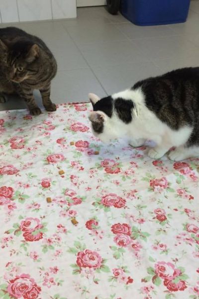 Landesweite Aktion zu Katzen-Kastration