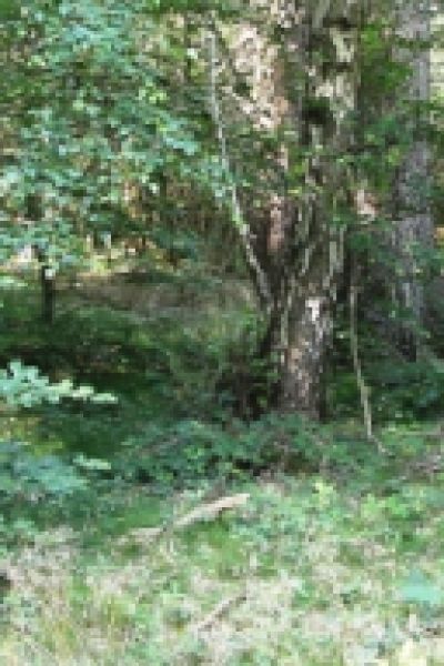 Alte Fichten werden gefällt