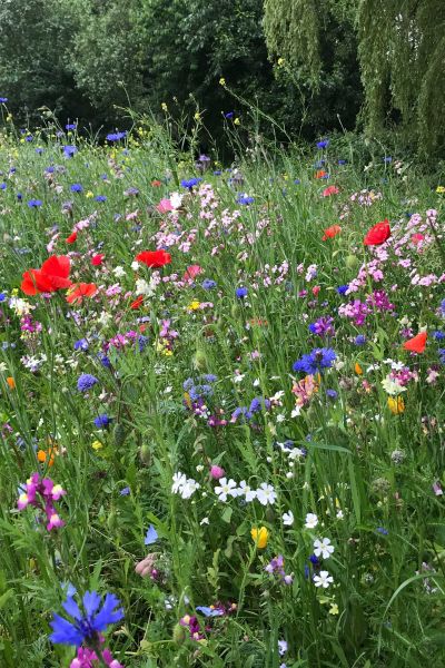 Land will regionale Entwicklung stärken