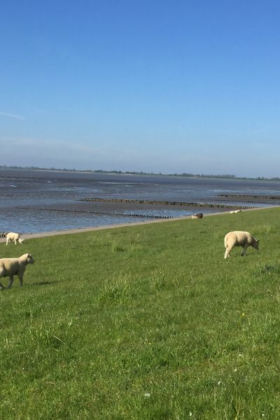 Küstenschutz zahlt sich aus