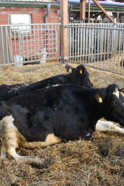 Situation bei Milchbauern weiter angespannt