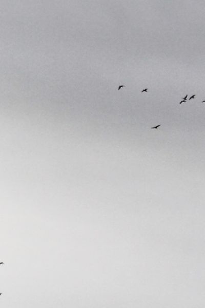 Vogelgrippe in Niedersachsen auf Rekordniveau